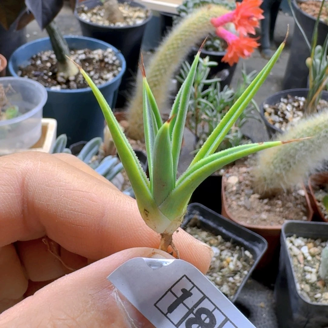 184黄体姬吹上脱土发货