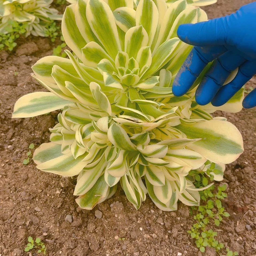 迈巴赫多肉植物手捧