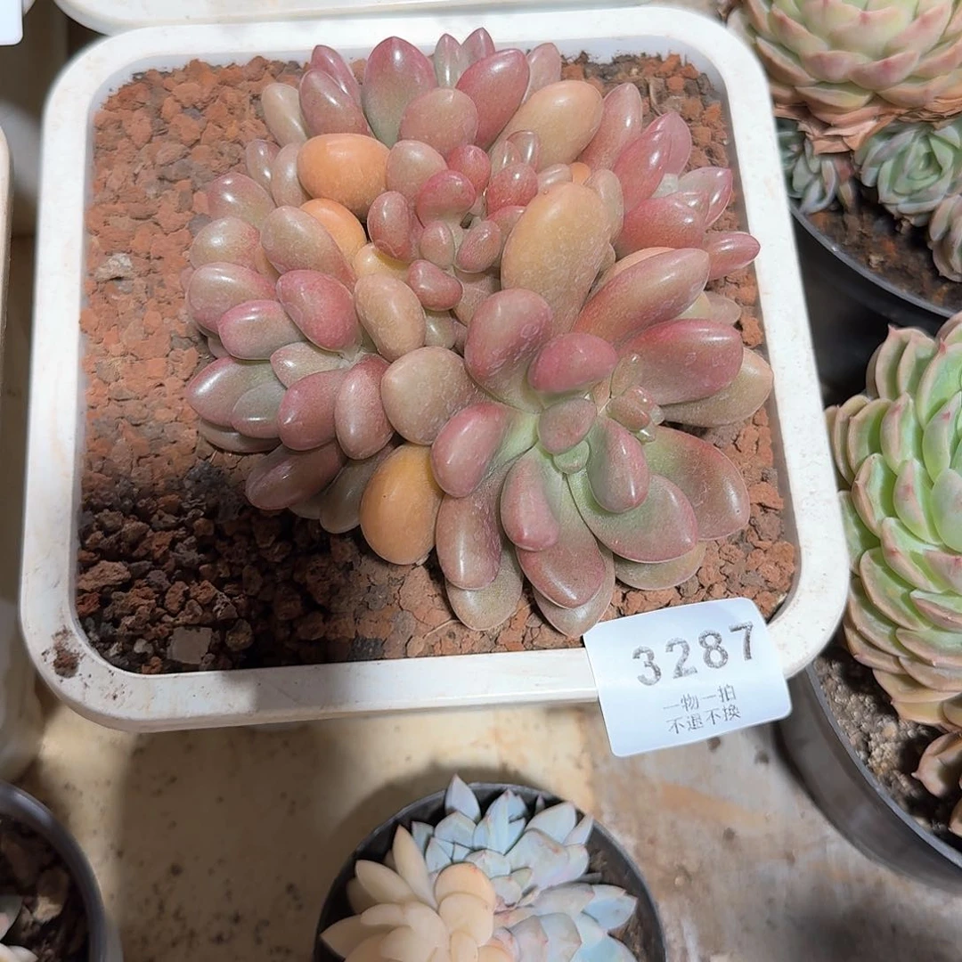 清***行3287号先锋派