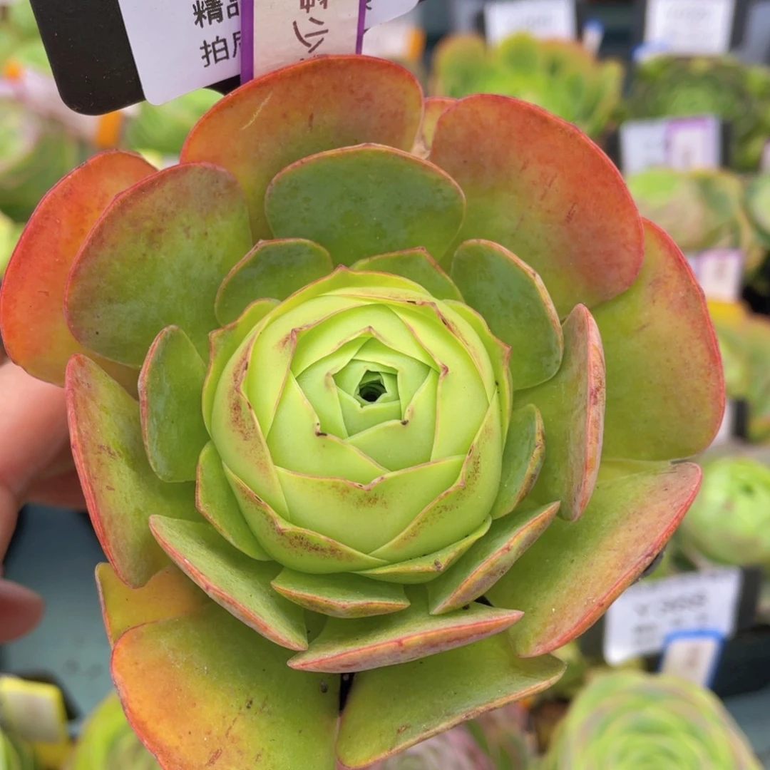 风筝少年多肉福利376一物一拍