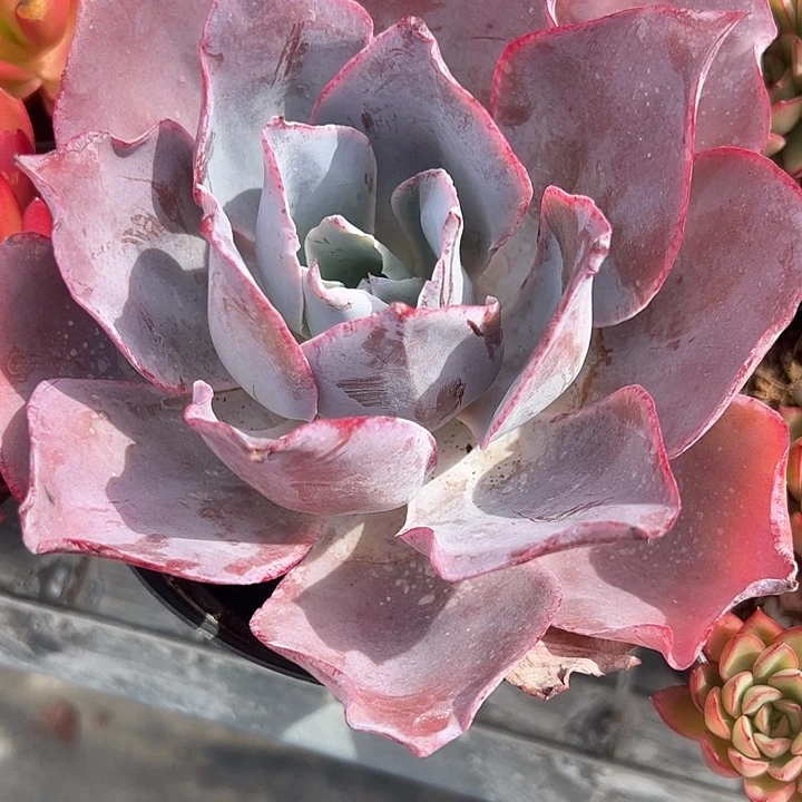 大单头晚霞多肉植物