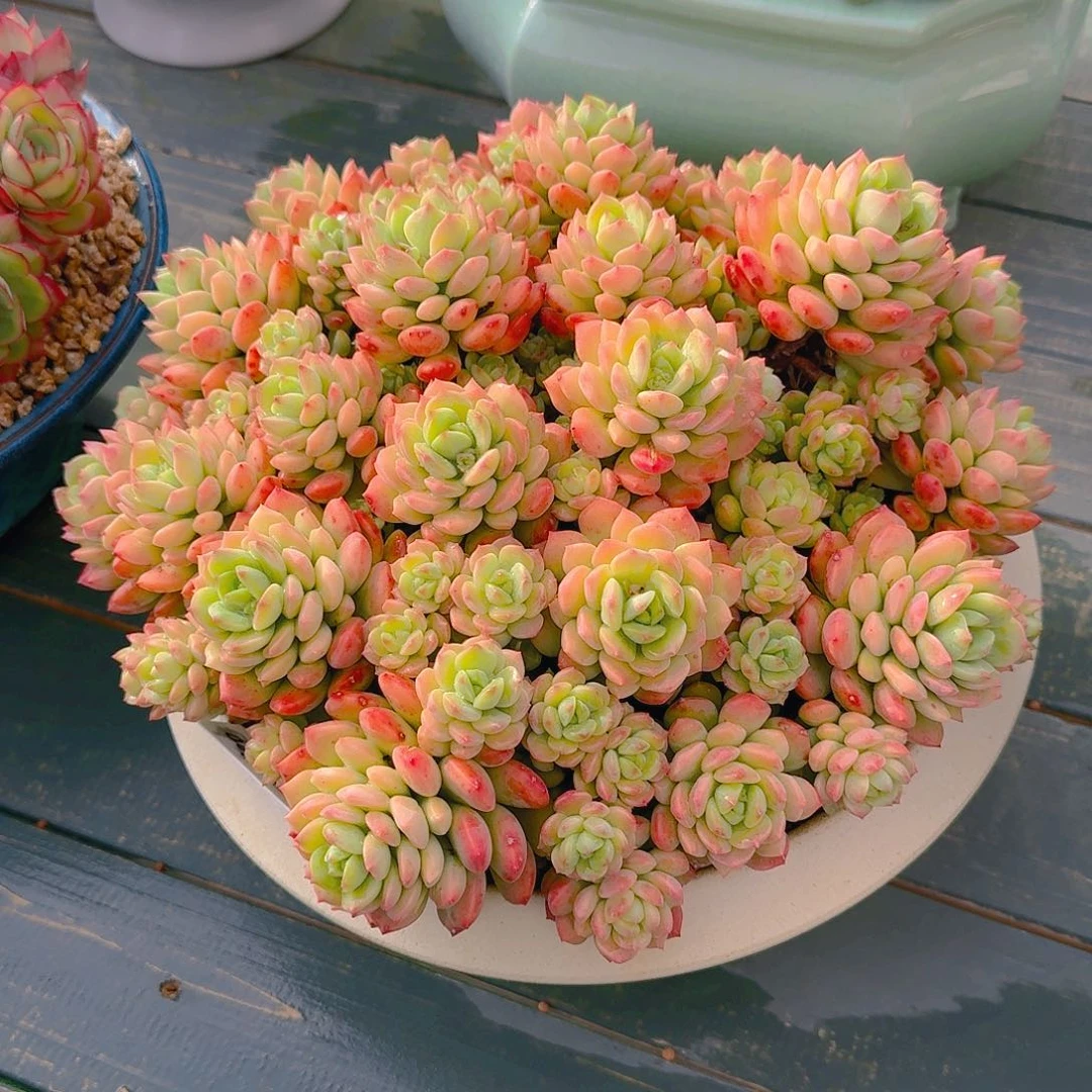 春****?香草玛丽亚精品多肉