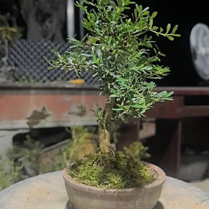 黄杨金*匠黄杨花造型盆景树