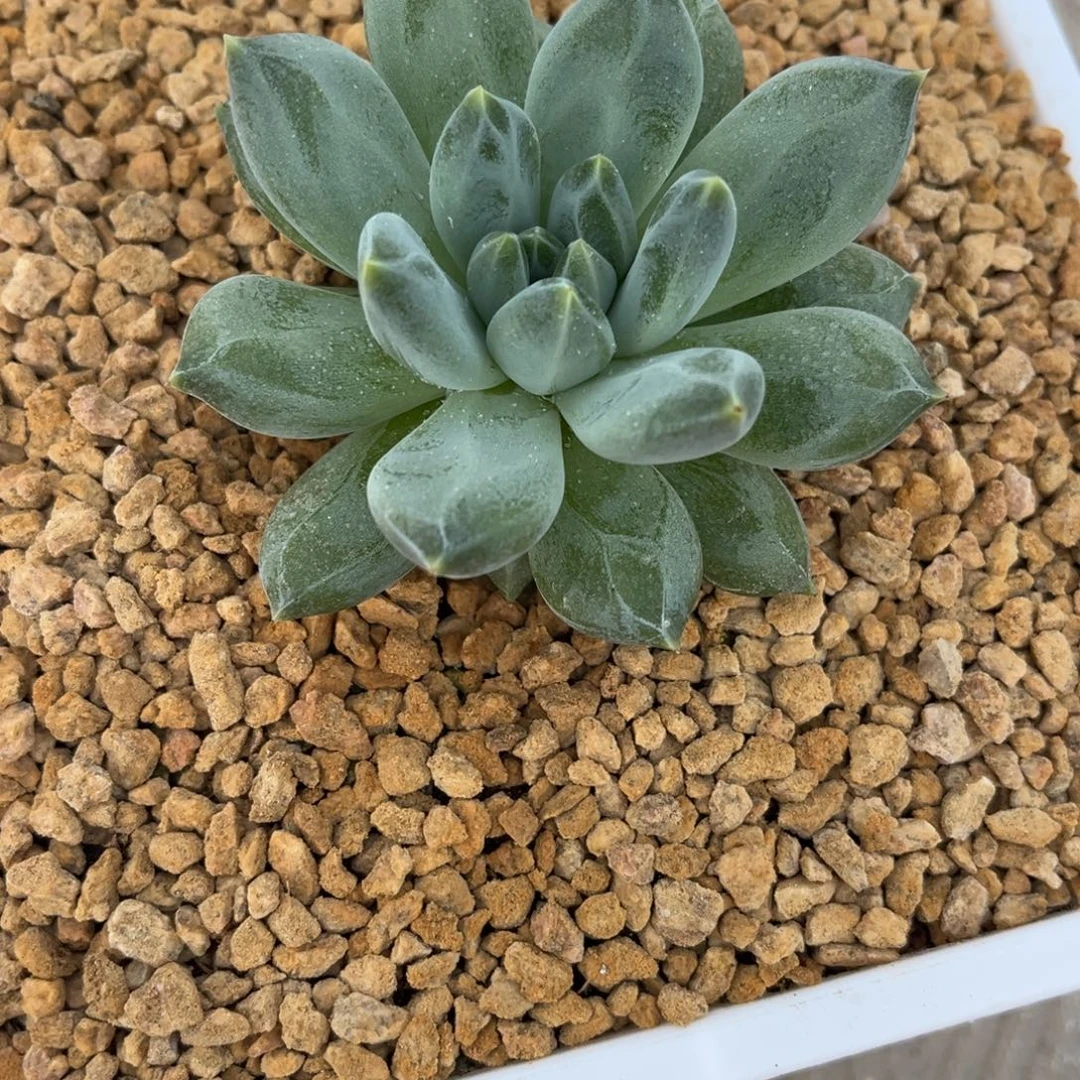 旁***白多肉植物森谷多肉