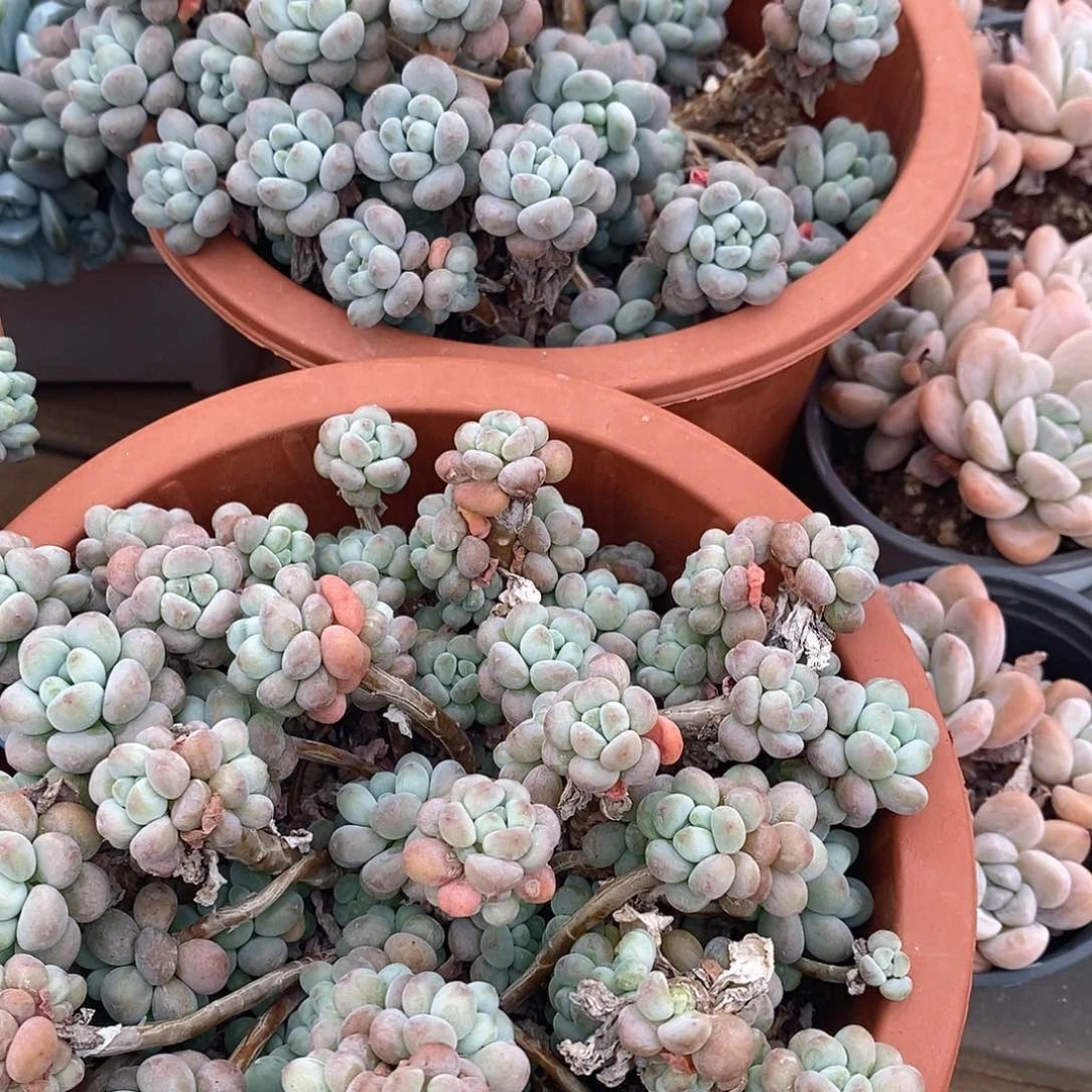 大盆洛可可，福利