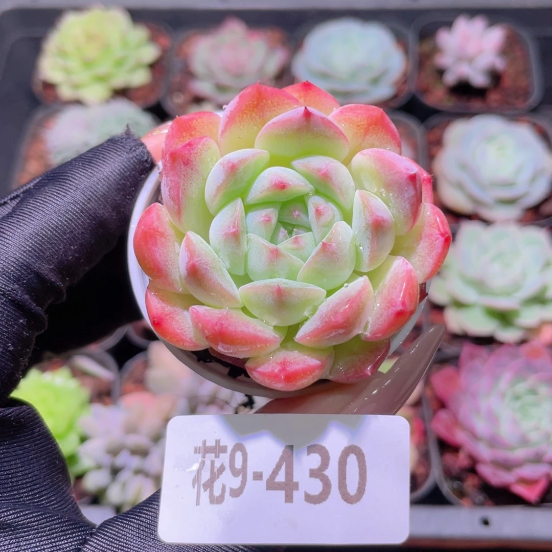 花利美9-430白桃汽水