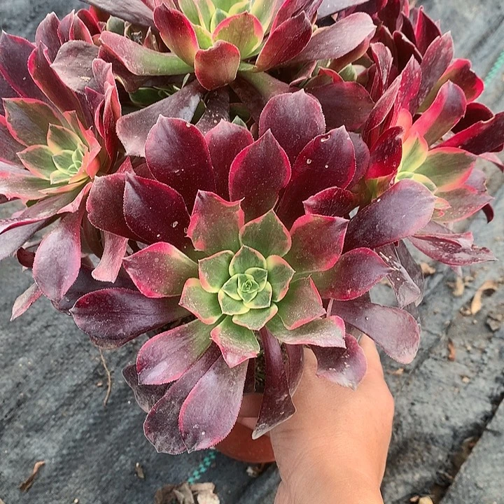 306金丝多肉植物