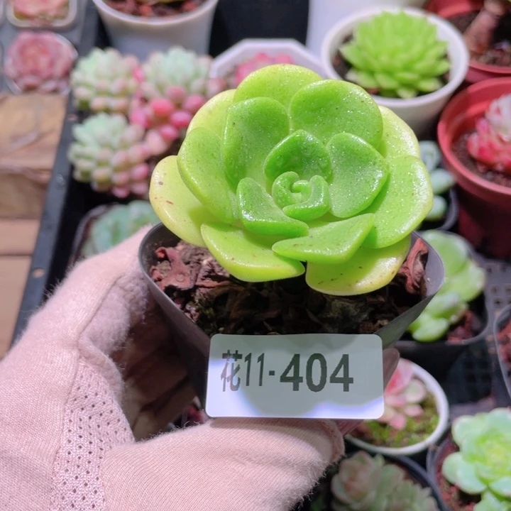 花利美11-404百合莉莉