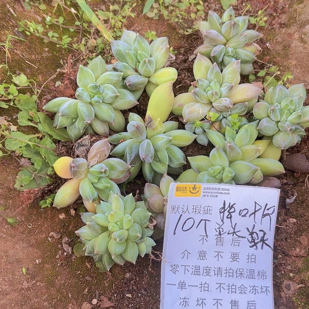 重楼叶插苗10个地栽默认单头