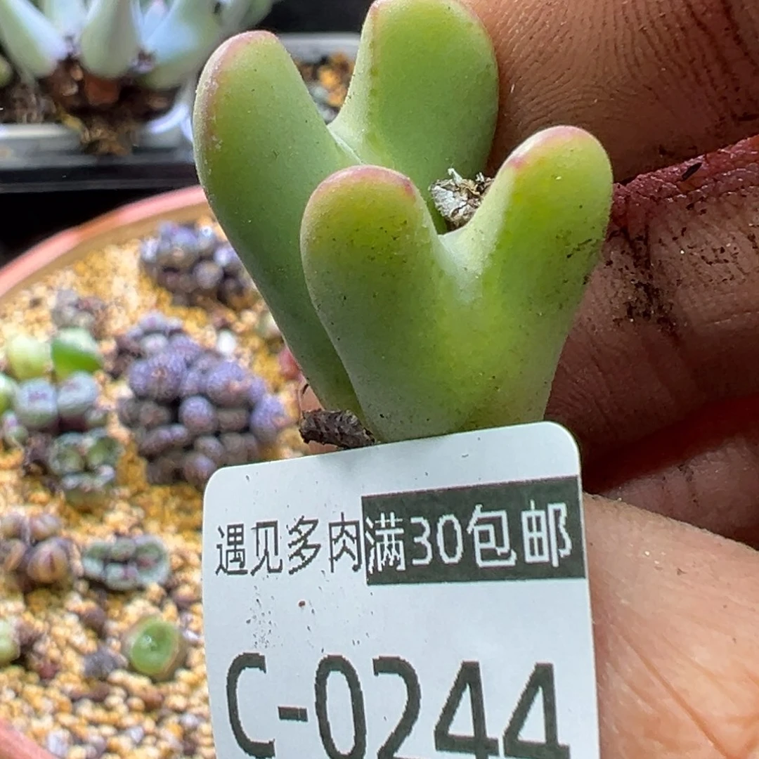 多肉植物1111111111111111