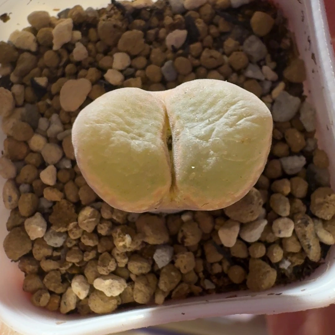 ?****?多肉..............