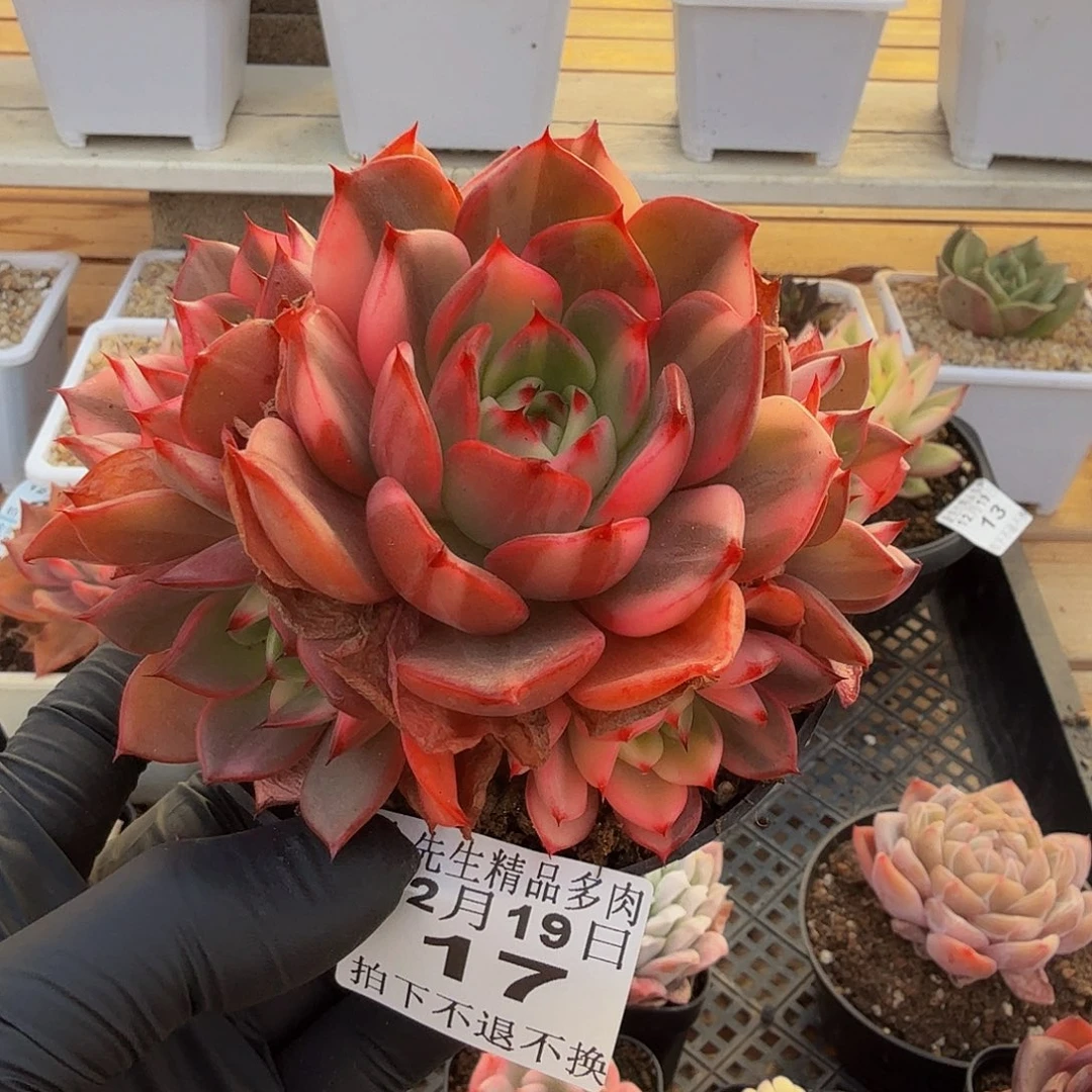 1219-17弗拉门戈锦