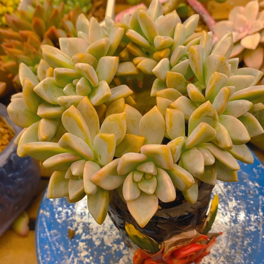 芒***妃多肉植物肉肉植物