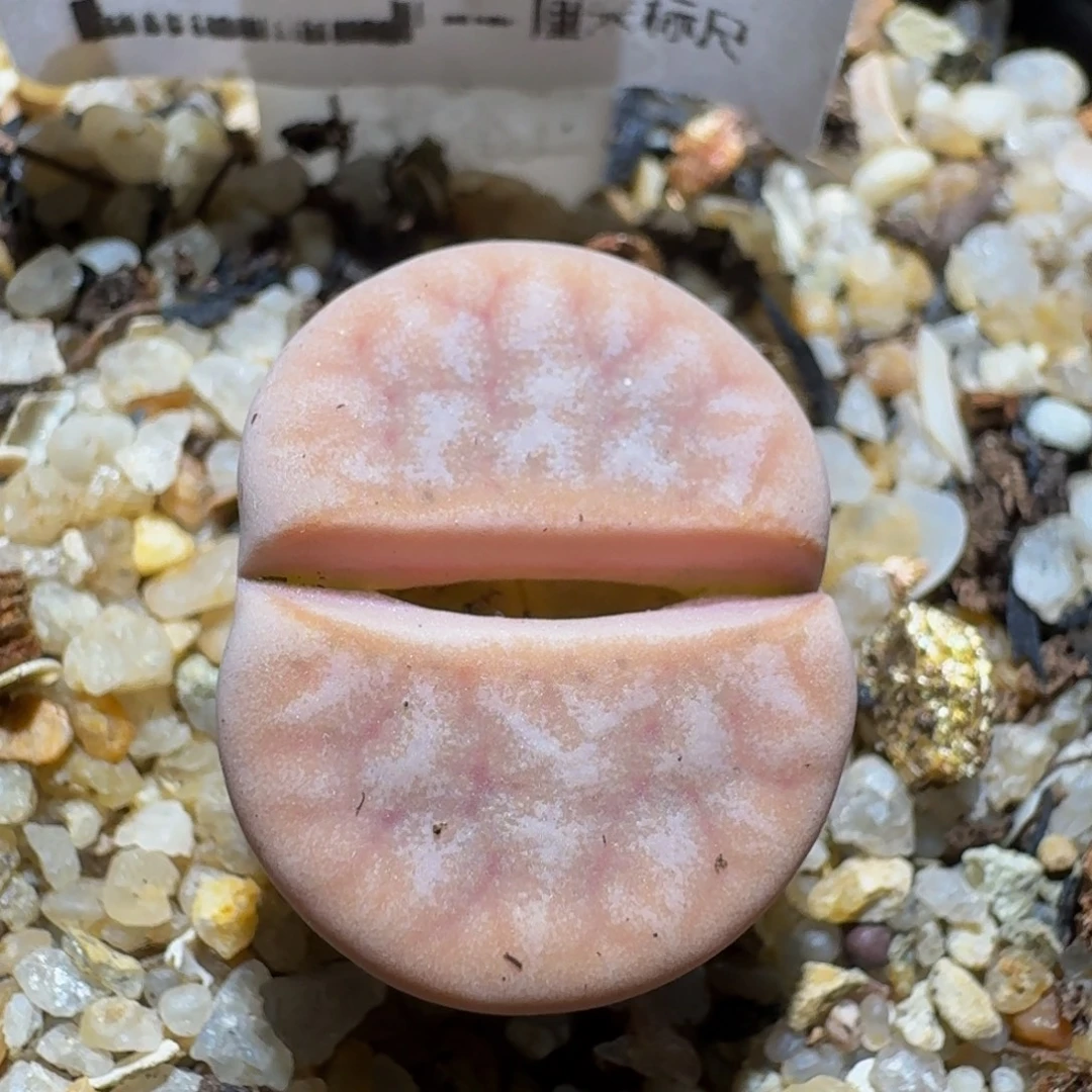 zzzz生石花肉锥1018粉拿铁