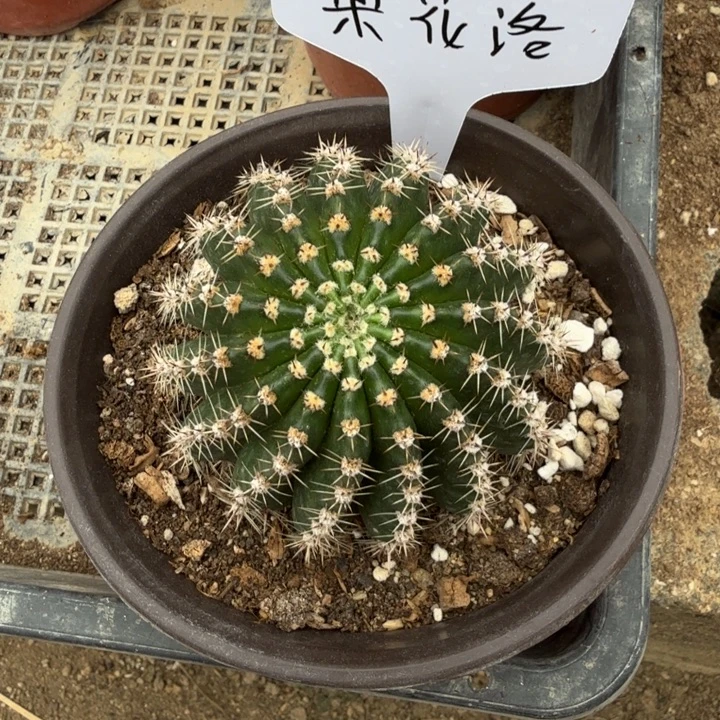 梨花落一物一拍特价