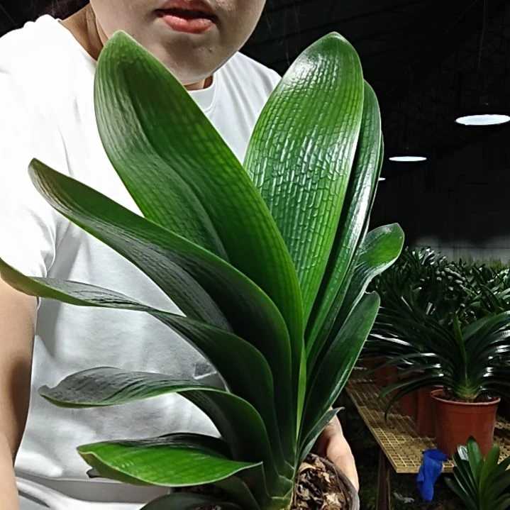 默***默无花朵默默    60