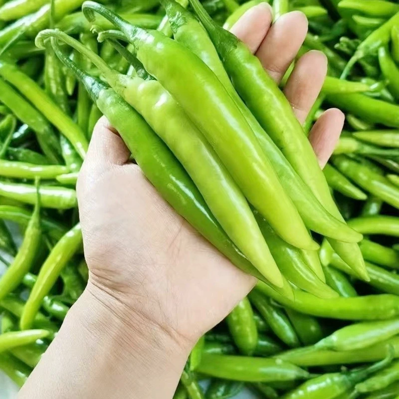 新鲜杭椒 现采现发 4.5斤 可做泡椒炒菜清脆爽口多种美味吃法xm