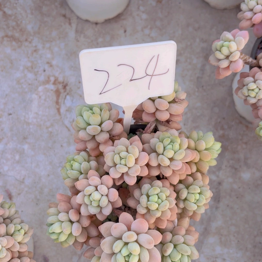 ?****我的小可爱们都好棒