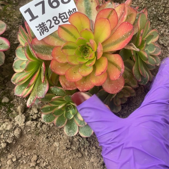 1768火狐多肉二号棚L