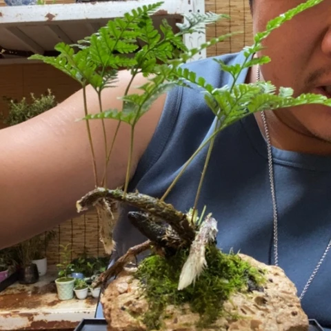 红陶一物一拍所见即所得107