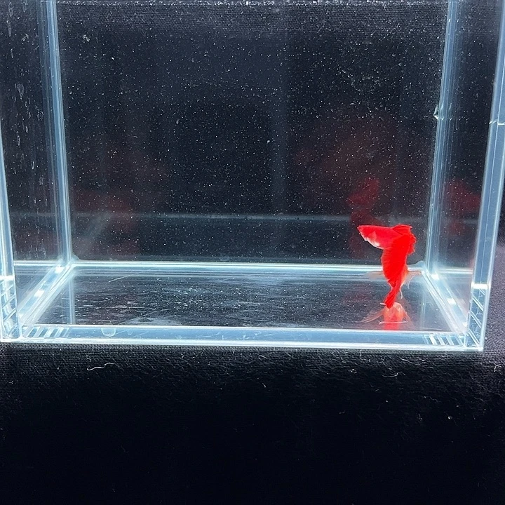 孔雀鱼血红鲨鱼鳍大C