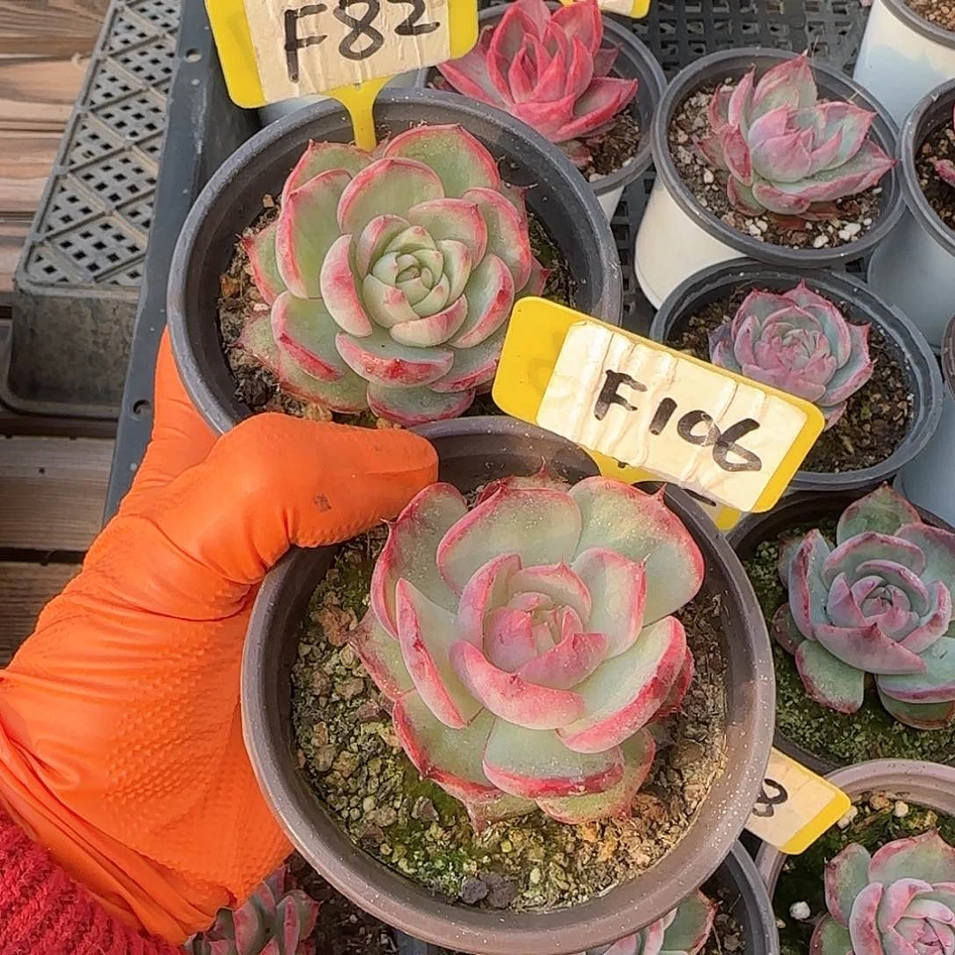 l****贝F82-106惊鸿单头多肉