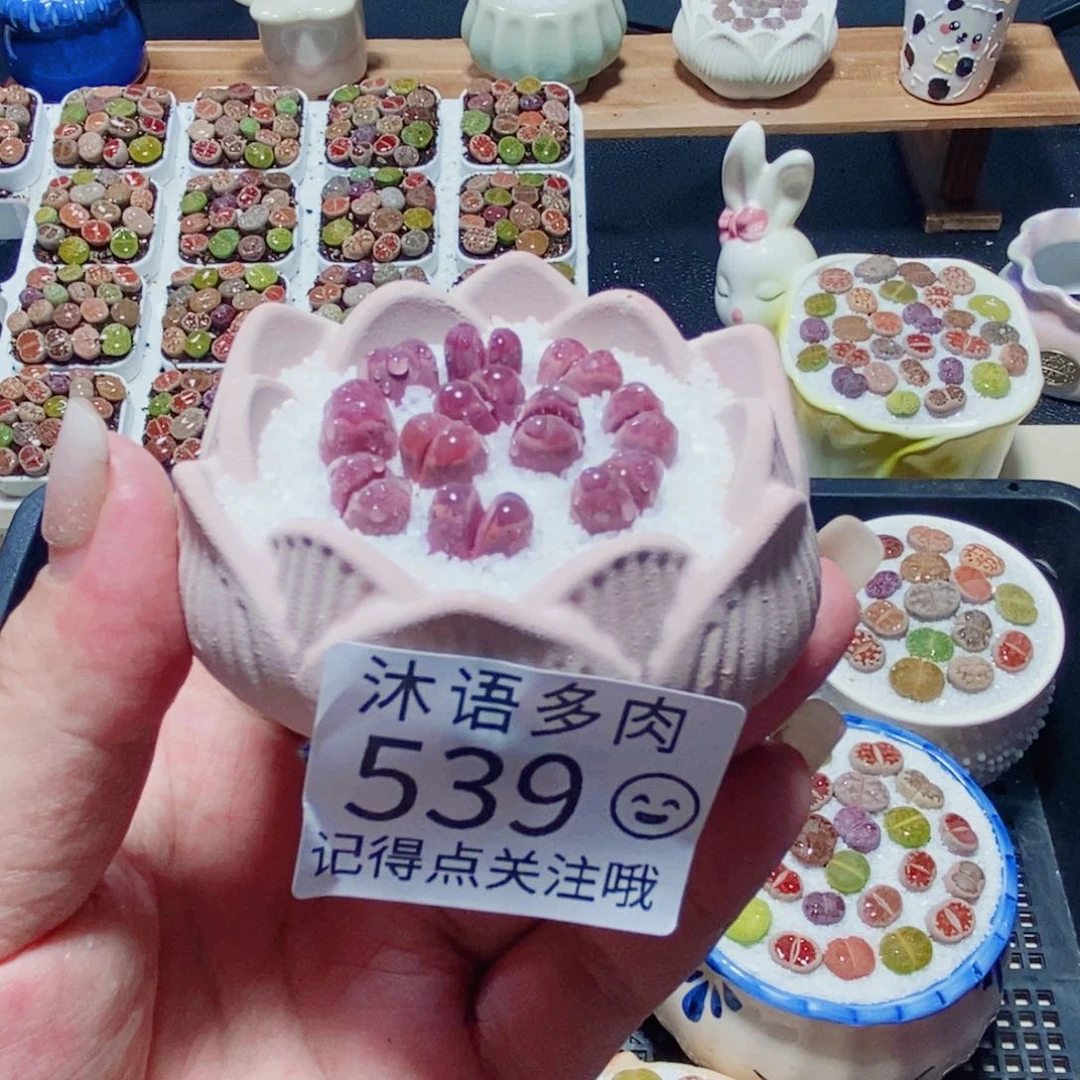 一***️所见即所得 一物一拍539