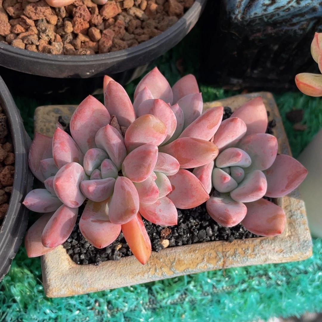 多肉植物盆栽多肉