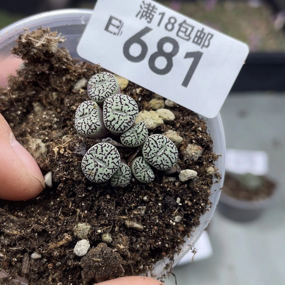当天凑满十八元包邮681