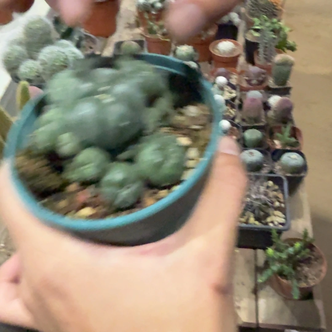 群生海鲜带盆带土发货