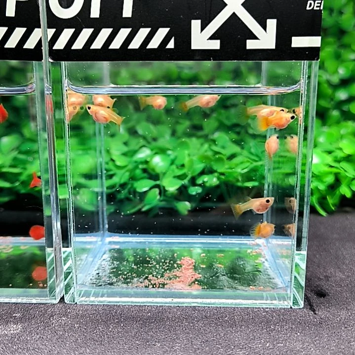 孔雀鱼精品孔雀鱼，黄金玻璃猫球体，苗子9条含三条被损。