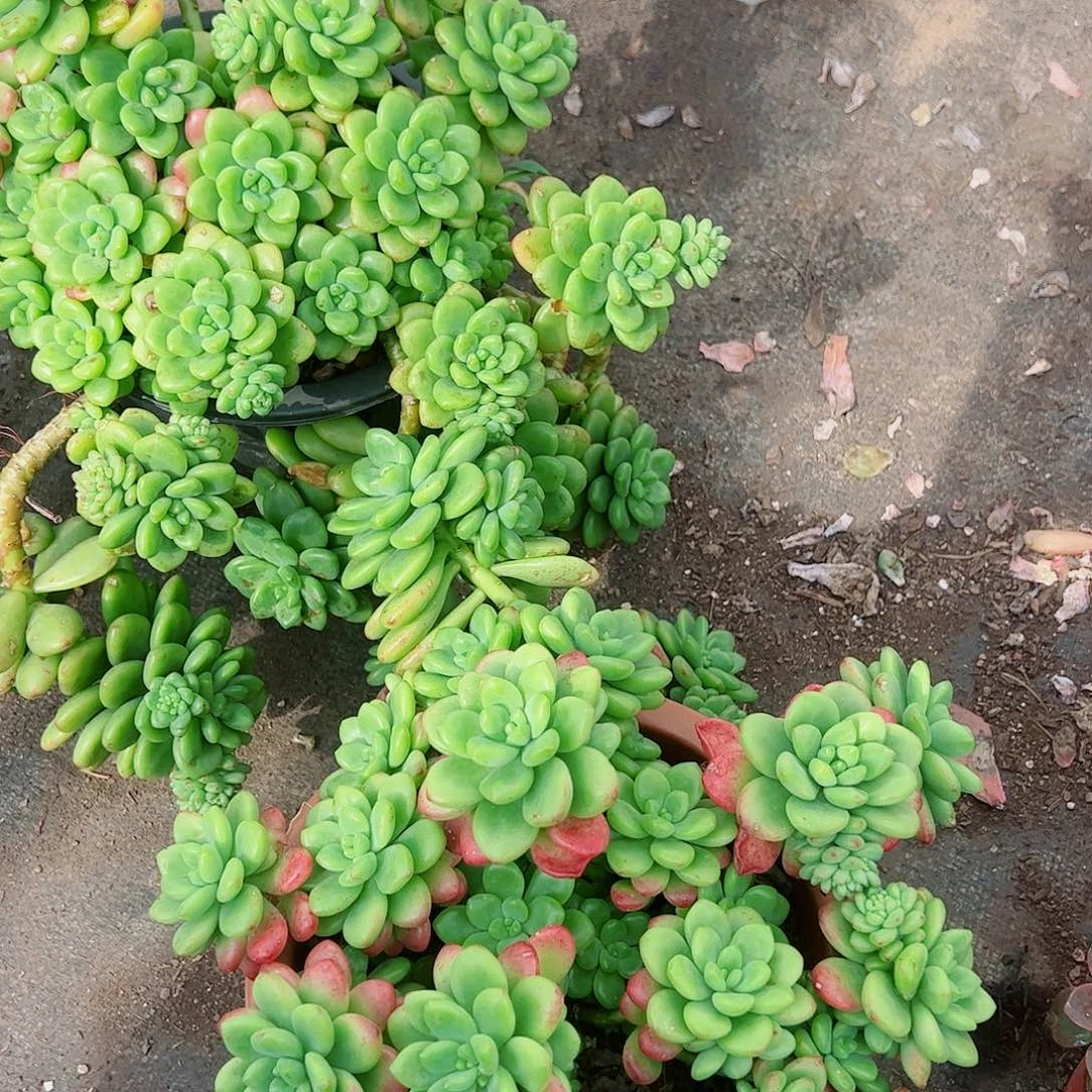 香格里拉多头群生老桩特价