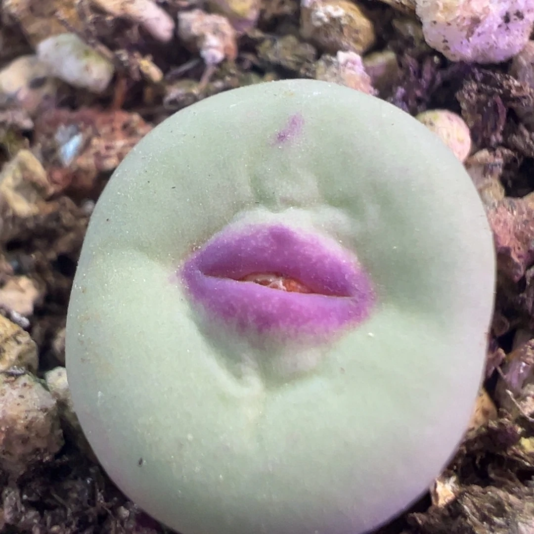 这也太可爱了 肉锥植物