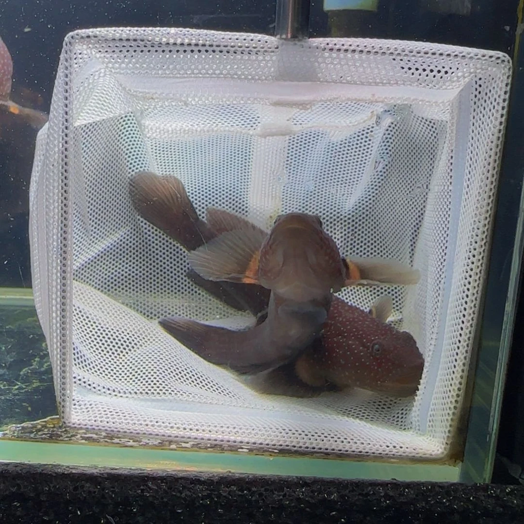 狮头鱼短棘稿8-9一对