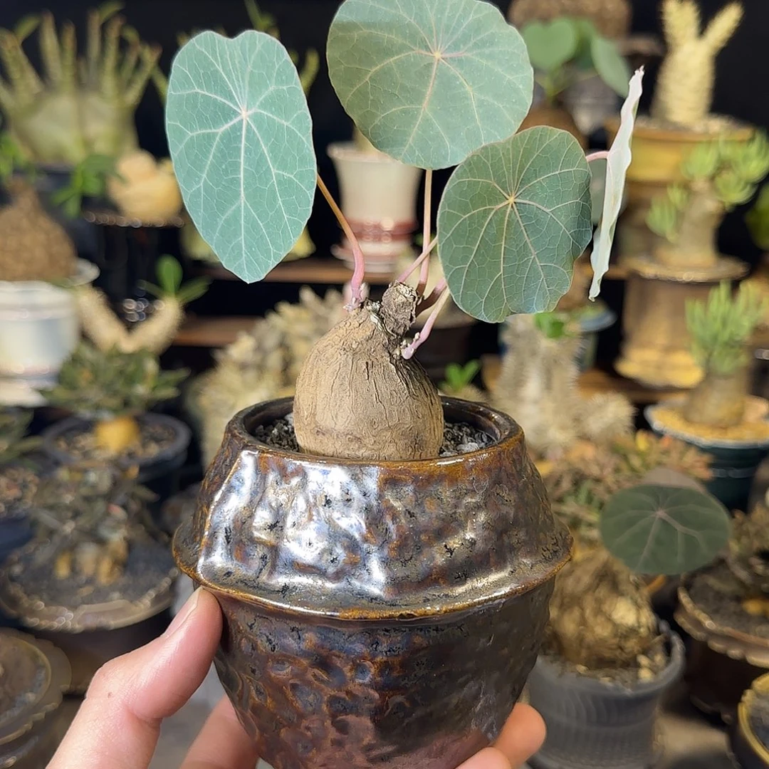 一物一拍老家一叶龟38