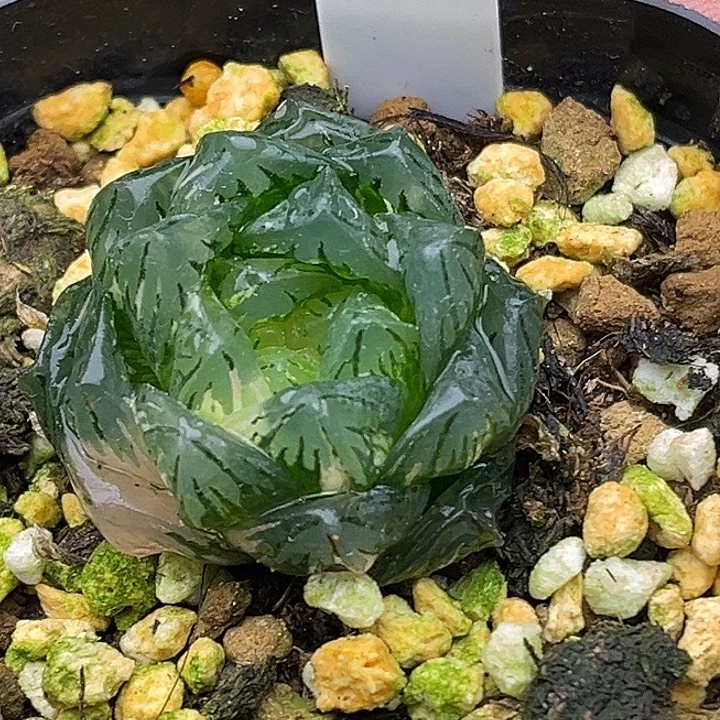 140大窗龙鳞玉露锦