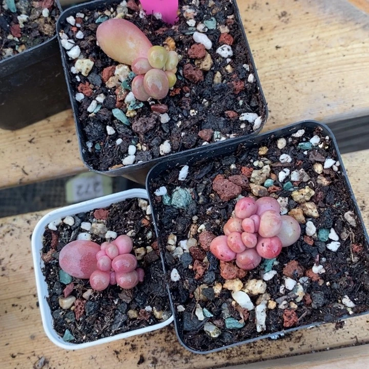 锦基因的苗子，糖果➕糖果➕芒果