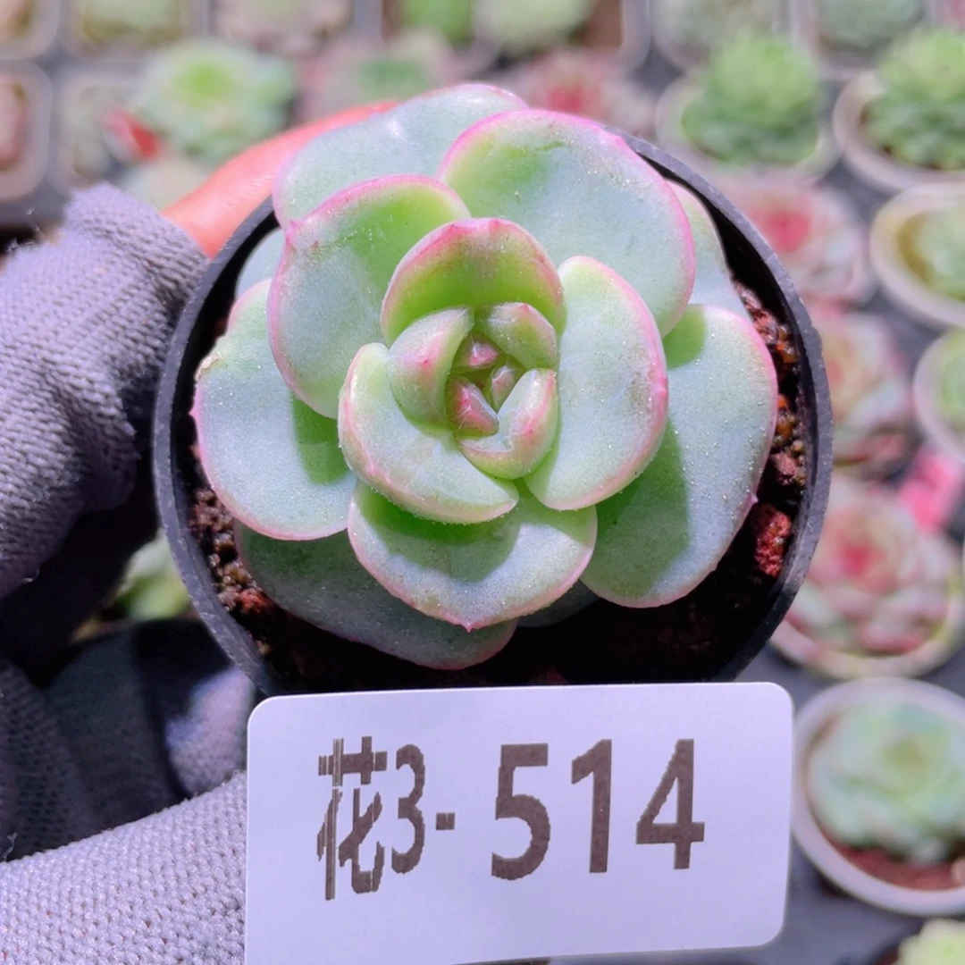 花利美3- 514新品珍妮