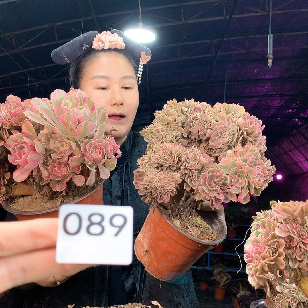 凤***柒哥多肉法师不包侧断枝89