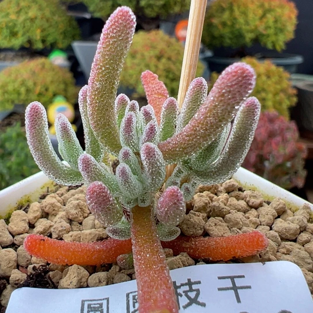 dy5679实生橙钻冠幅2.8cm