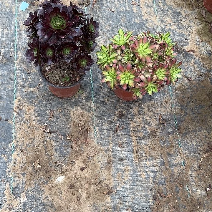 不包侧枝一物一拍25