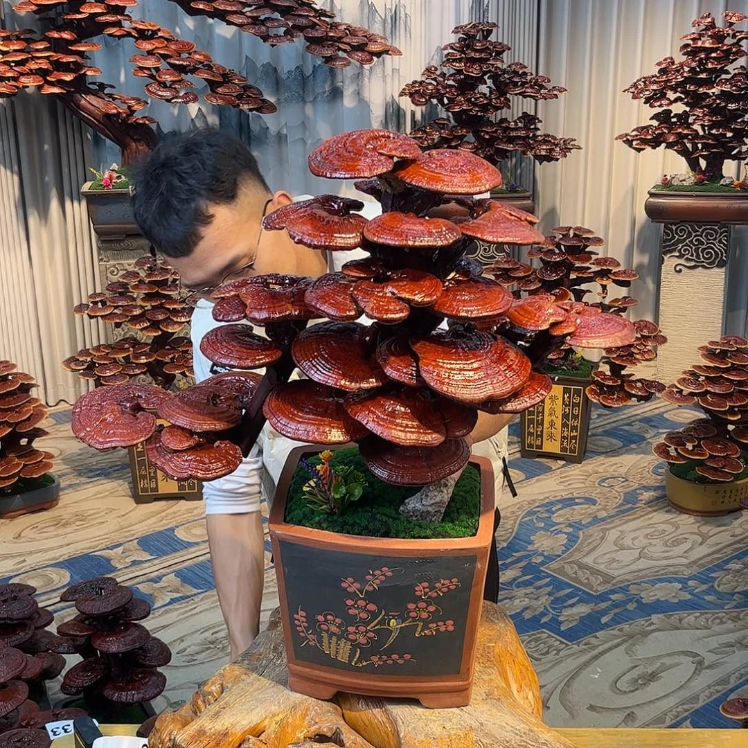 无花朵8888888888889