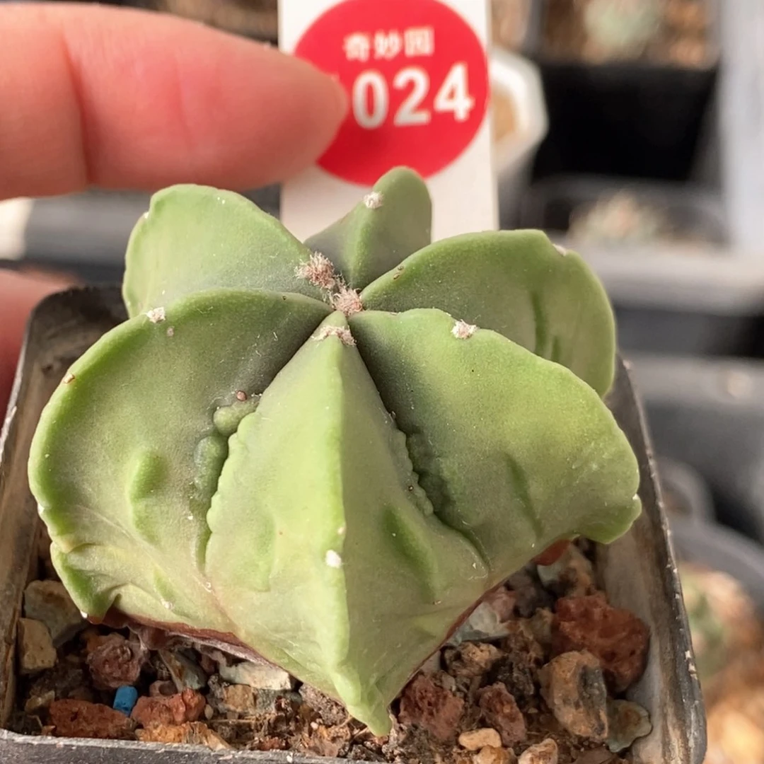 核桃鸾凤玉一颗，66855