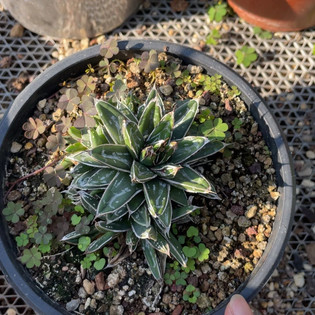 无花朵姬浓白屉之雪龙舌兰