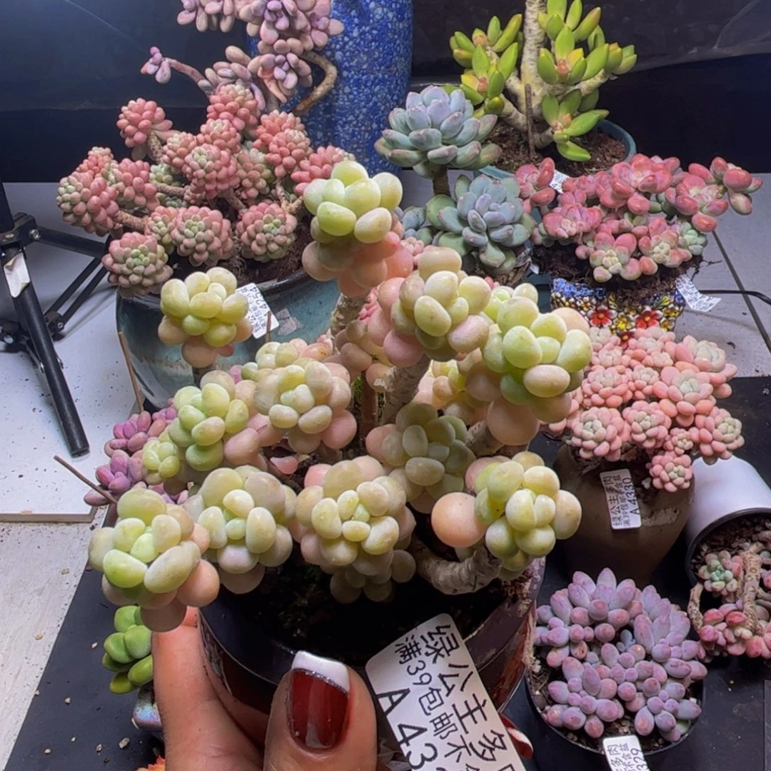 花朵鱼子酱4337/8cm