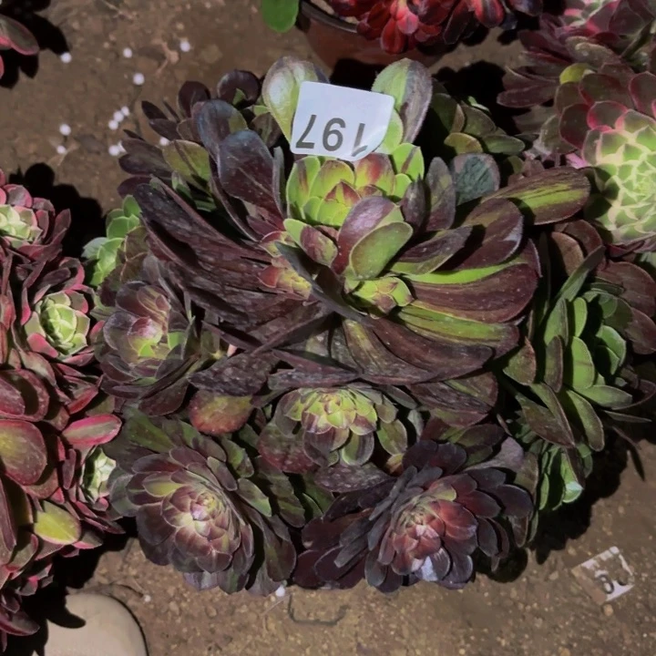 197花花公子多肉植物