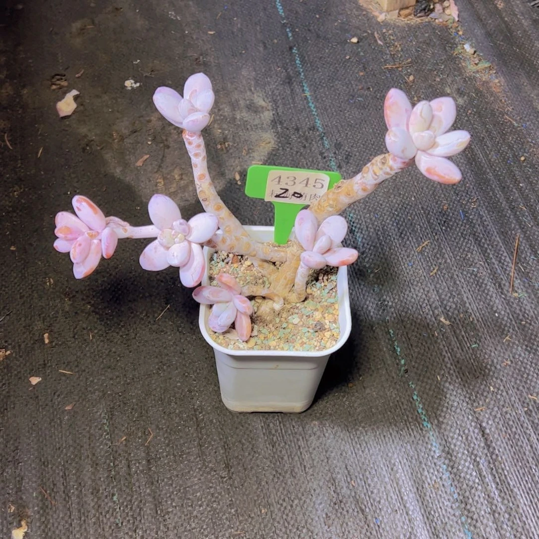 @****雪美人4345多肉植物