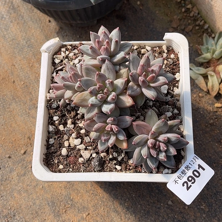 阿雅园艺。       2901幻影美人