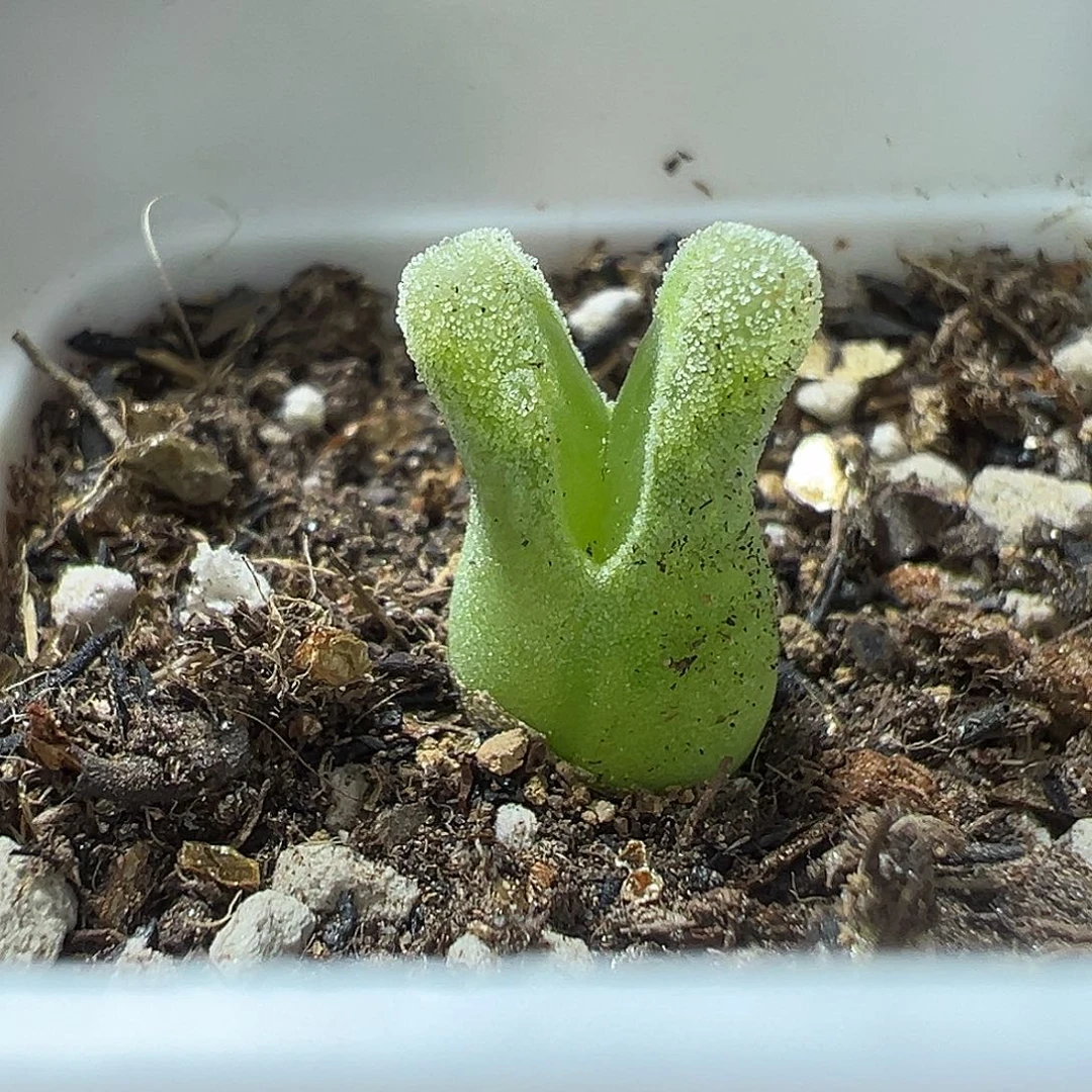 火大种源 冰风铃母本