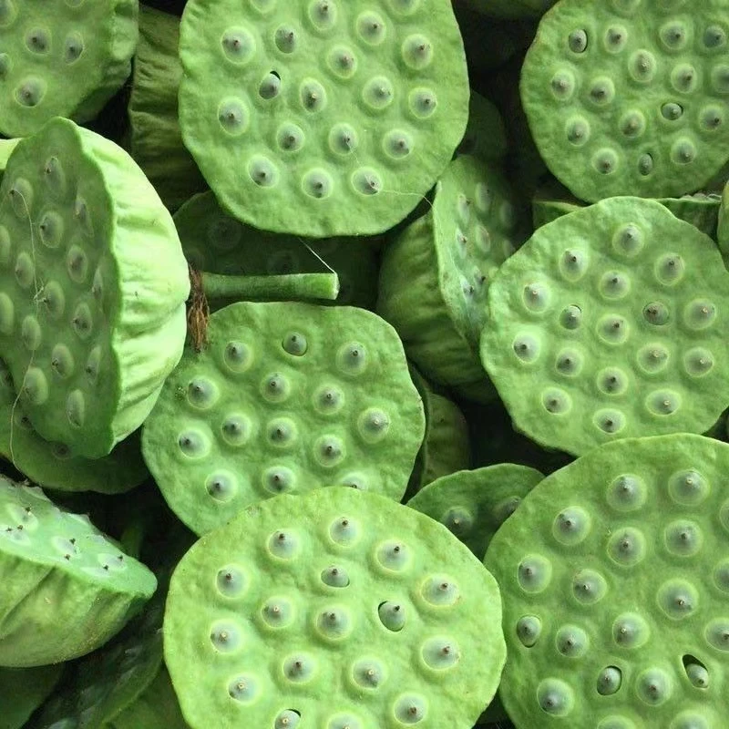 新鲜莲蓬现摘现发当季应季水果生吃清甜嫩莲子